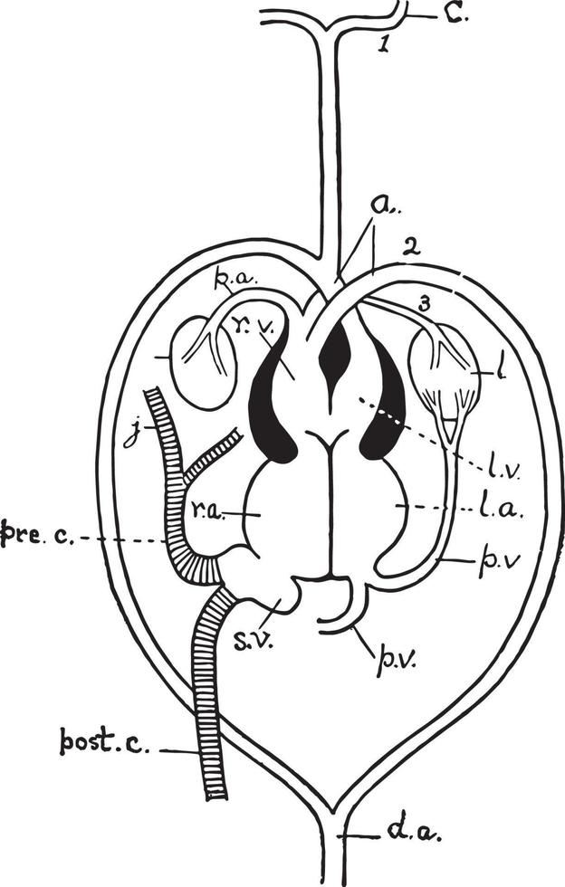 coeur de reptile, illustration vintage vecteur