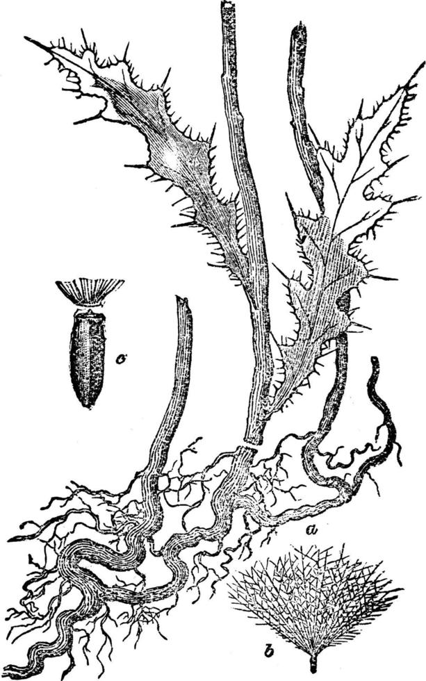 illustration vintage de chardon du canada. vecteur