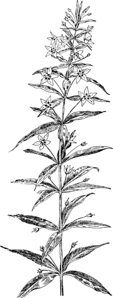 illustration vintage de salicaire à quatre feuilles. vecteur