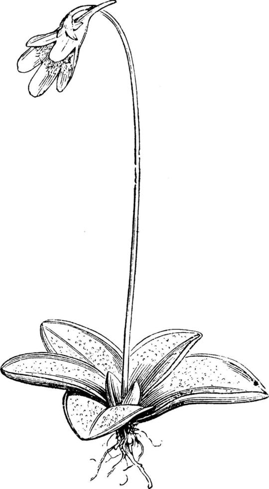 pinguicula vulgaris illustration vintage. vecteur