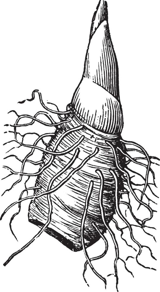trillium, court, porte-greffe, fort, terminal, bourgeon, illustration vintage de racine de naissance. vecteur