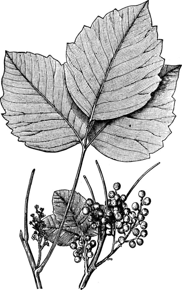 illustration vintage de sumac vénéneux. vecteur