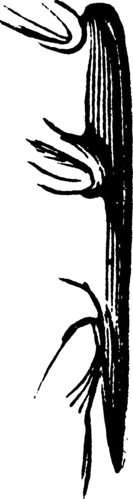 coléoptère charognard d'eau, illustration vintage. vecteur