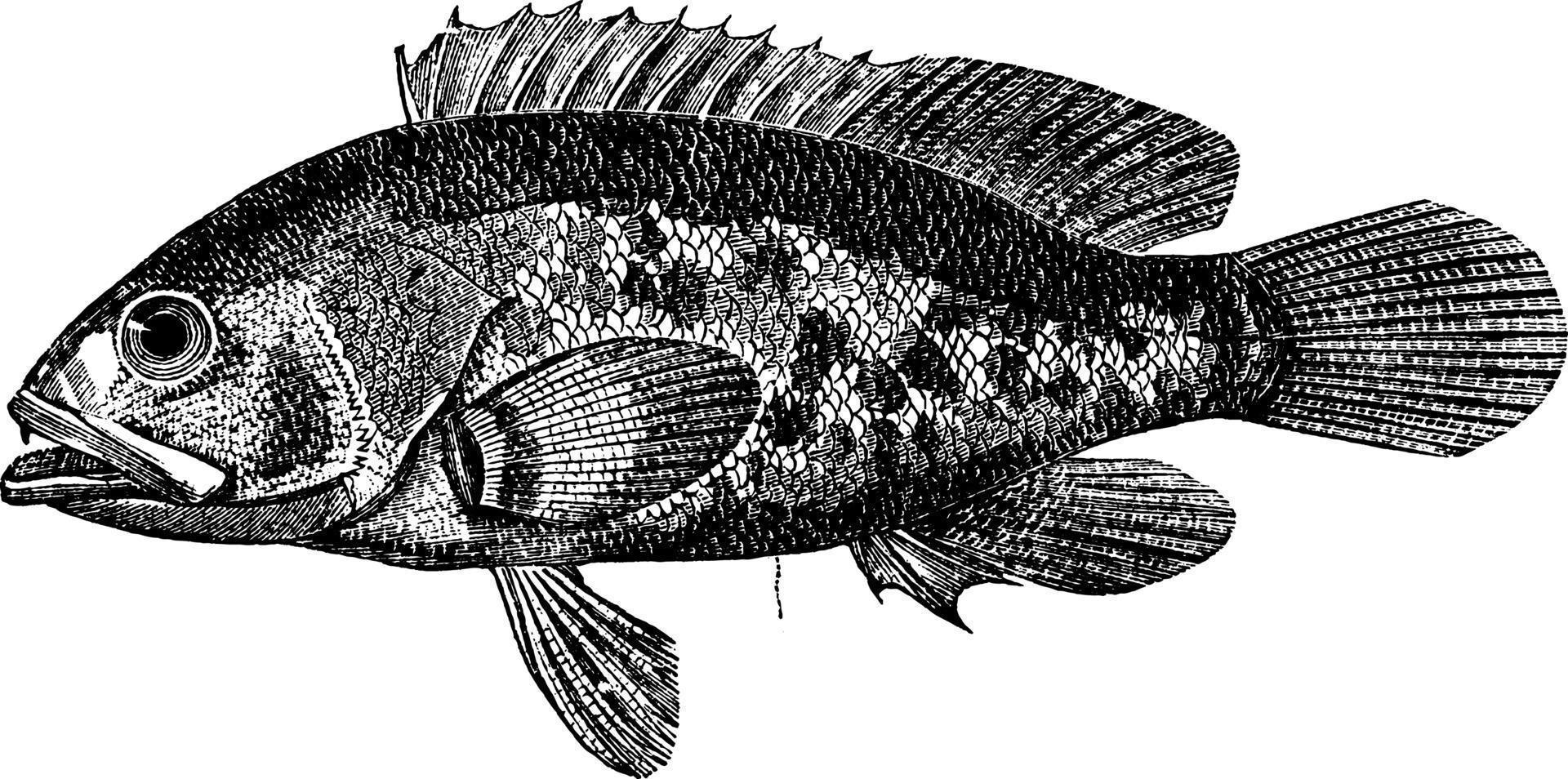 serranus sombre, illustration vintage. vecteur