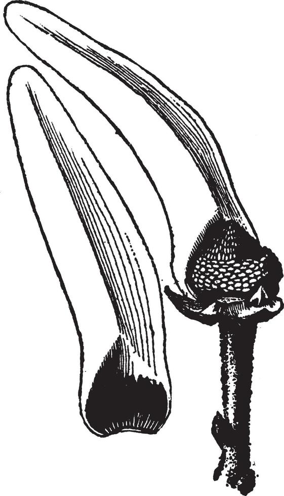 illustration vintage de fleur de cherimoya. vecteur