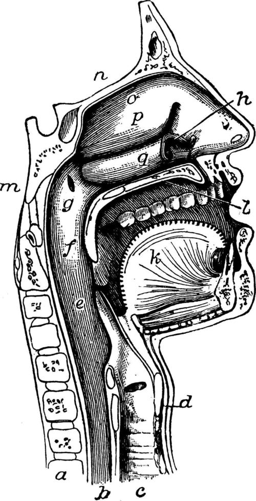 la bouche, le nez et le pharynx, illustration vintage. vecteur