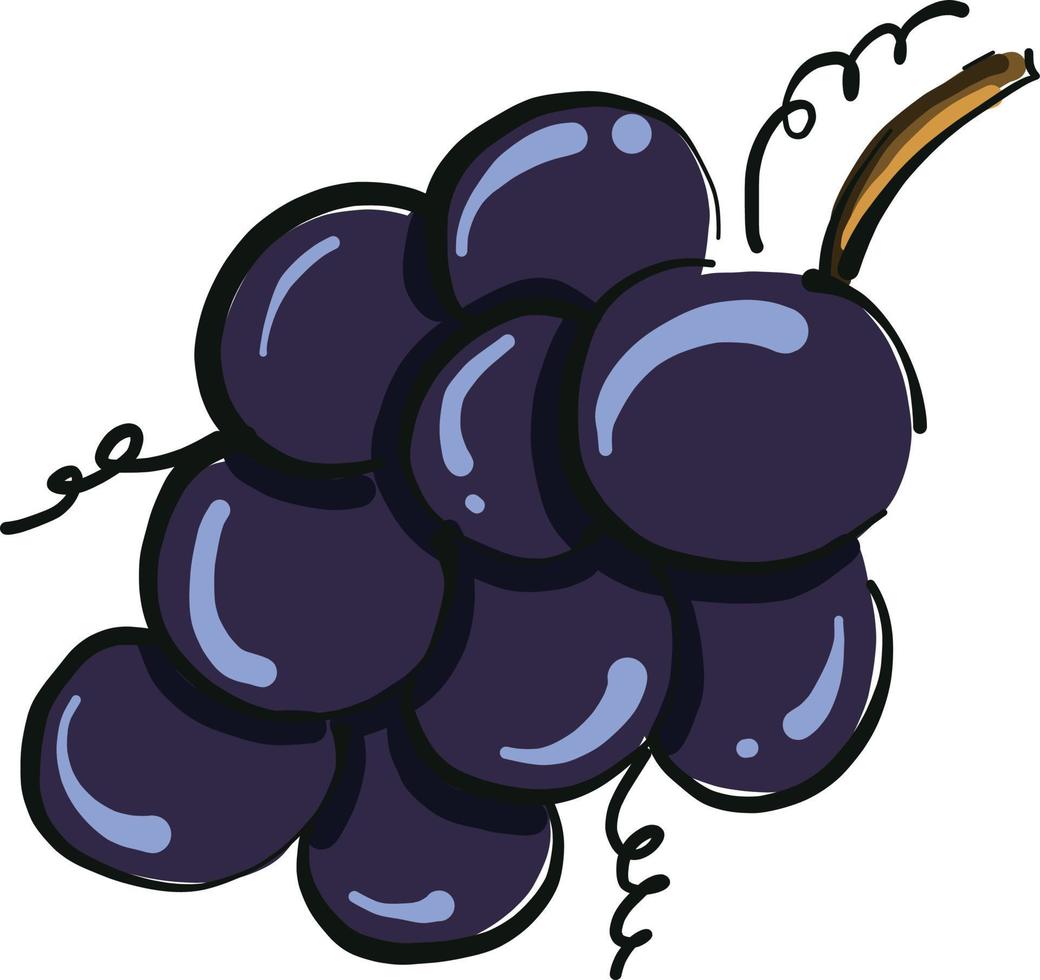 raisins violets, illustration, vecteur sur fond blanc.