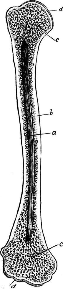 l'humérus, illustration vintage. vecteur