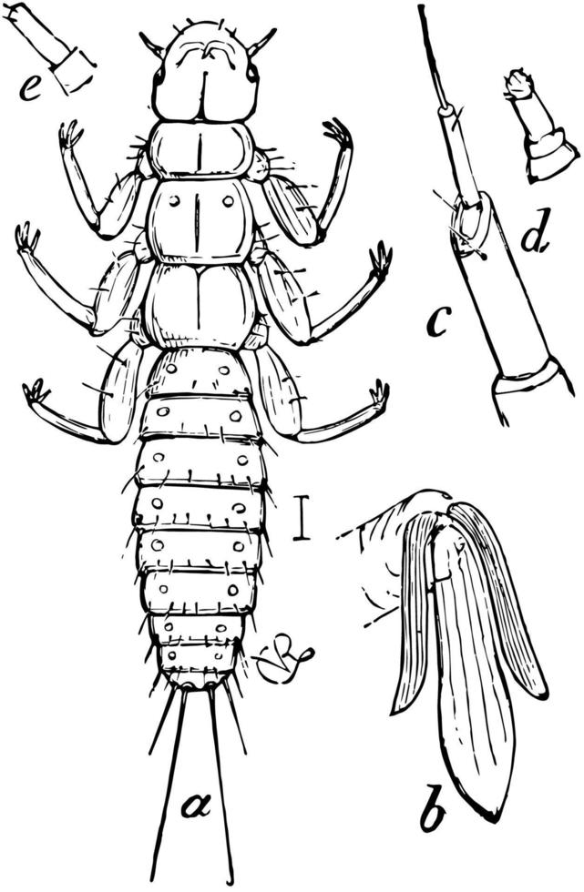 coléoptère femelle, illustration vintage. vecteur