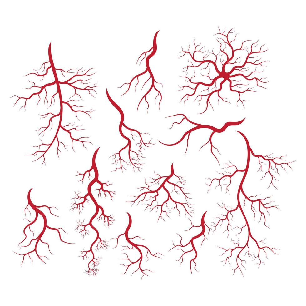illustration des veines et des artères humaines vecteur
