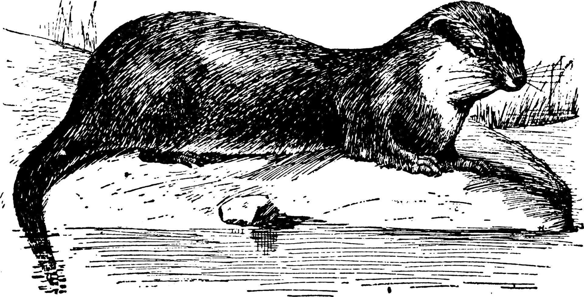 loutre, illustration vintage vecteur