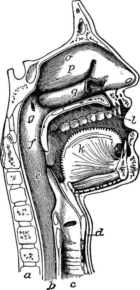 la bouche, le nez et le pharynx, illustration vintage. vecteur