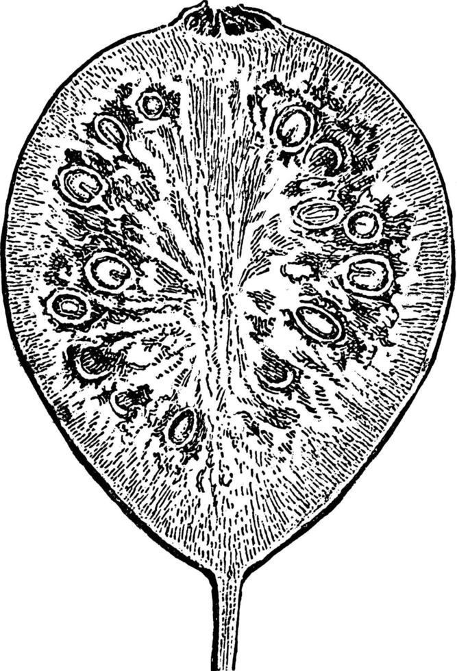 illustration vintage de pomme goyave. vecteur