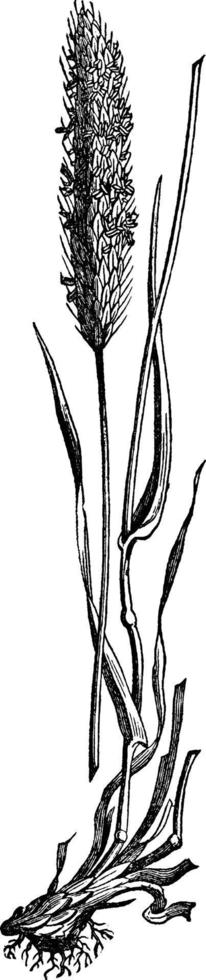 illustration vintage d'herbe de vulpin des prés. vecteur