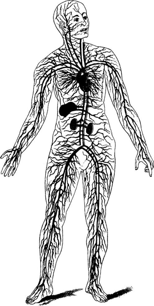 système circulatoire, illustration vintage. vecteur