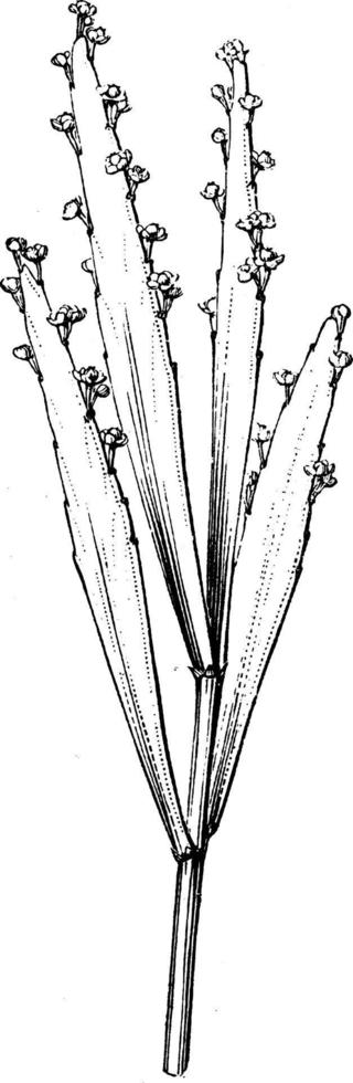 branche d'illustration vintage de phyllanthus angustifolius. vecteur