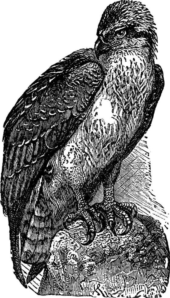 balbuzard pêcheur ou faucon de poisson ou buse chauve ou aigle de pêche ou pandion haliaetus, illustration vintage. vecteur