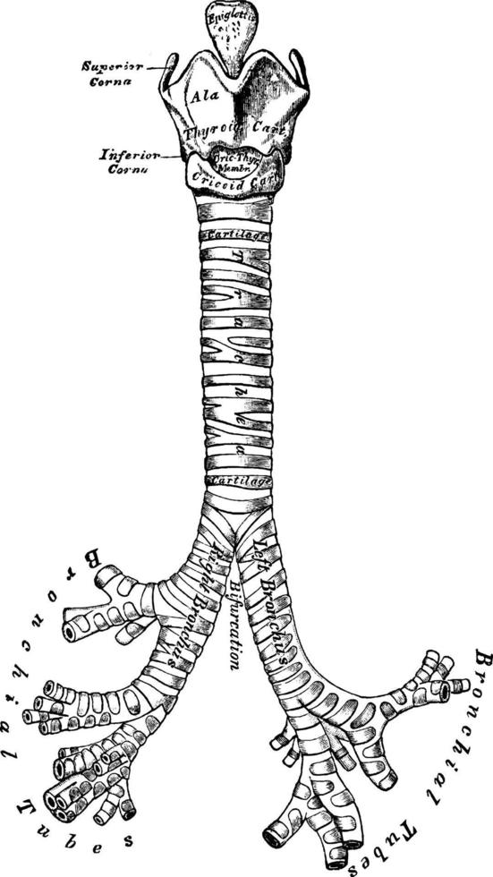 vue de face des cartilages du larynx, de la trachée et des bronches, illustration vintage. vecteur