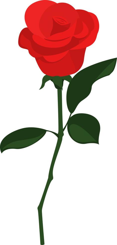 rose rouge , illustration, vecteur sur fond blanc