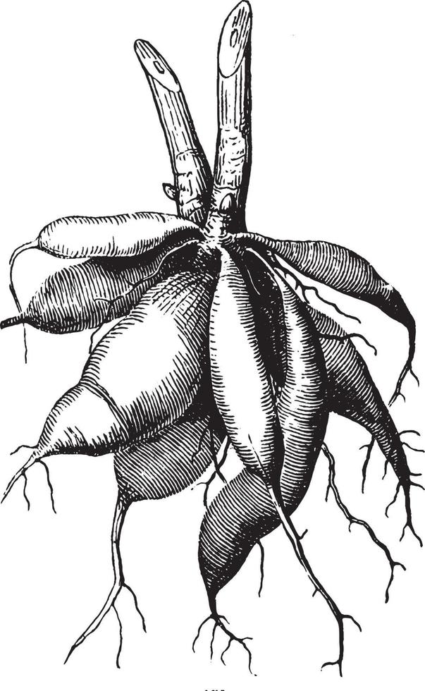illustration vintage de racine de dahlia. vecteur
