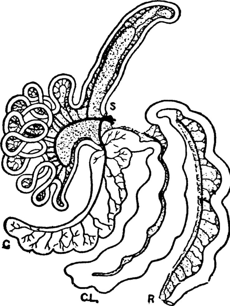 tractus intestinal d'un tapir, illustration vintage. vecteur