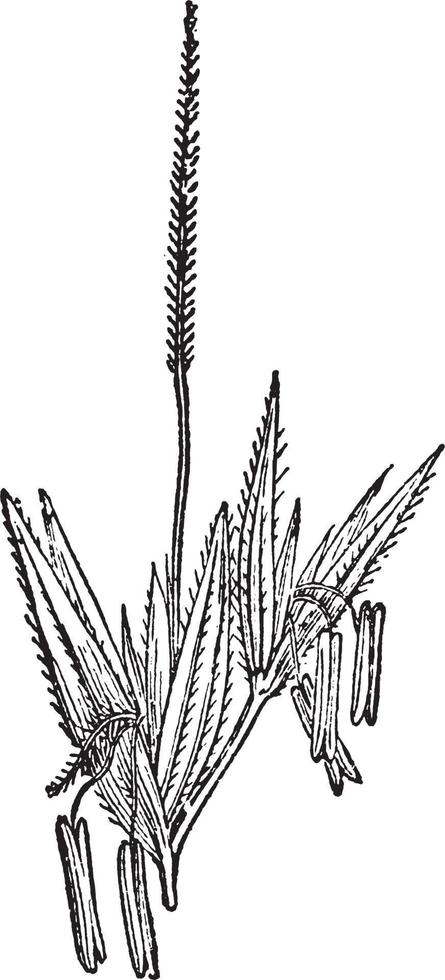 andropogan, herbe, panicacae, épillet, fleur, anthère, stigmate illustration vintage. vecteur