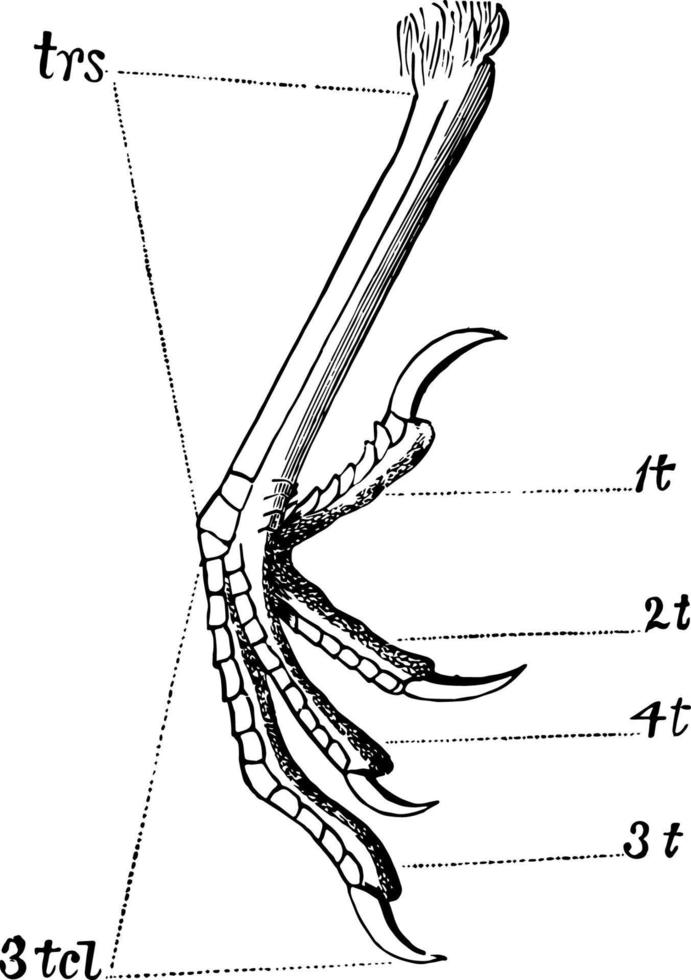 tarse de laminiplanter botté d'une illustration vintage de robin. vecteur