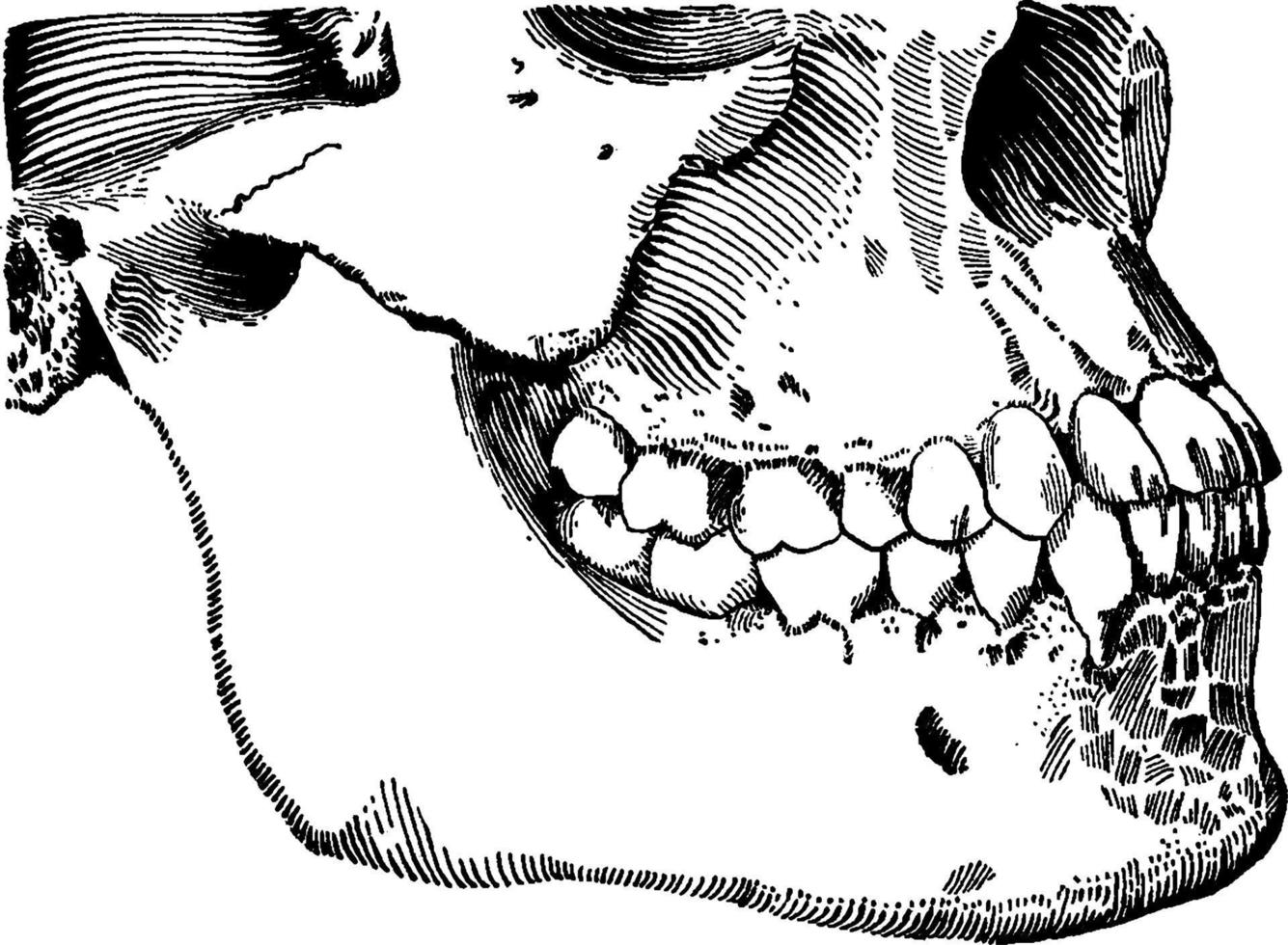 zones de la bouche et du pharynx, illustration vintage. vecteur