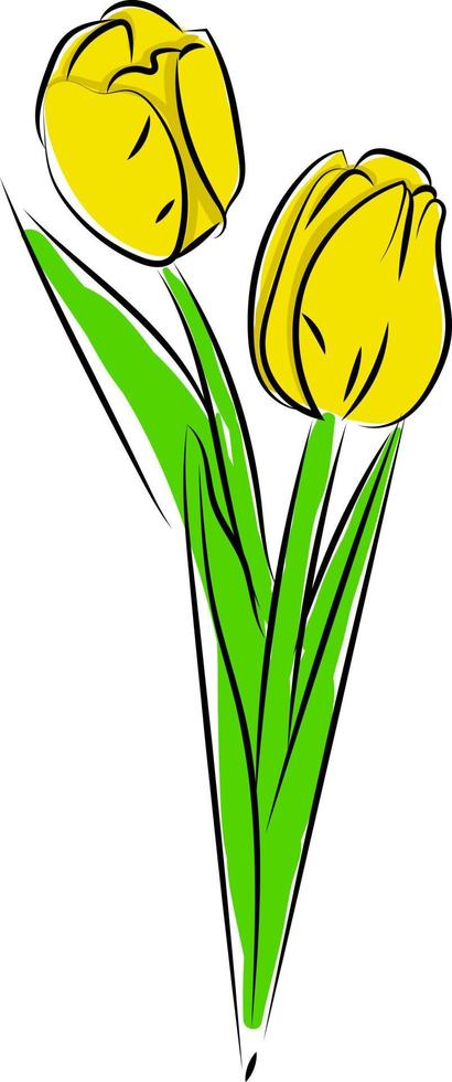 tulipes jaunes, illustration, vecteur sur fond blanc.