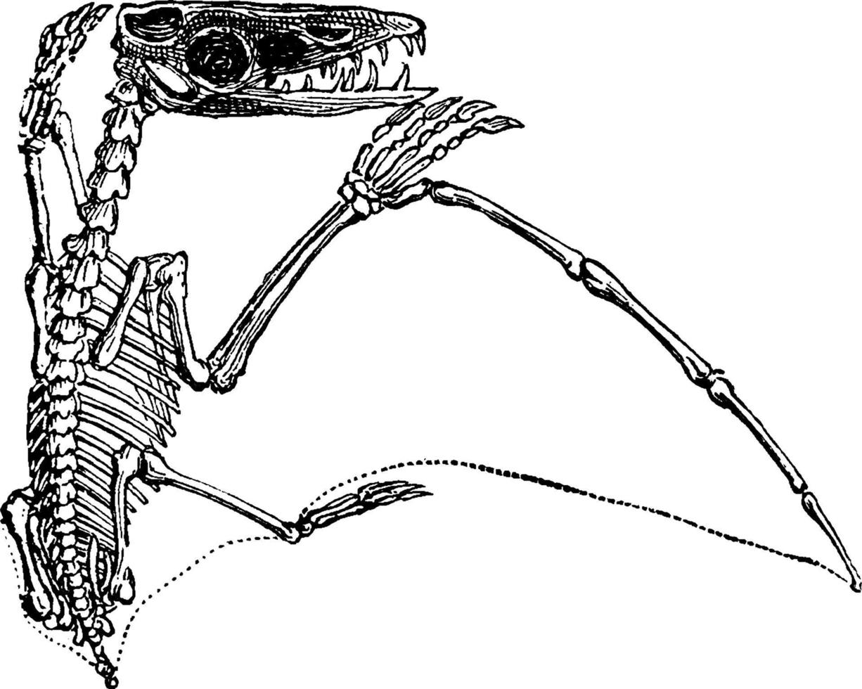 ptérodactyle, illustration vintage. vecteur