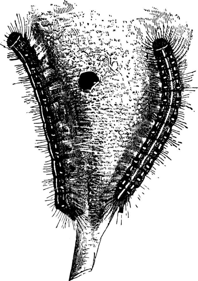 chenille ou chenille de tente américaine, illustration vintage. vecteur