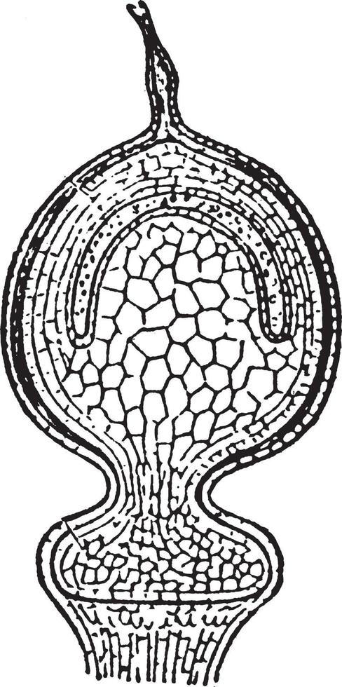 illustration vintage de bryophytes. vecteur