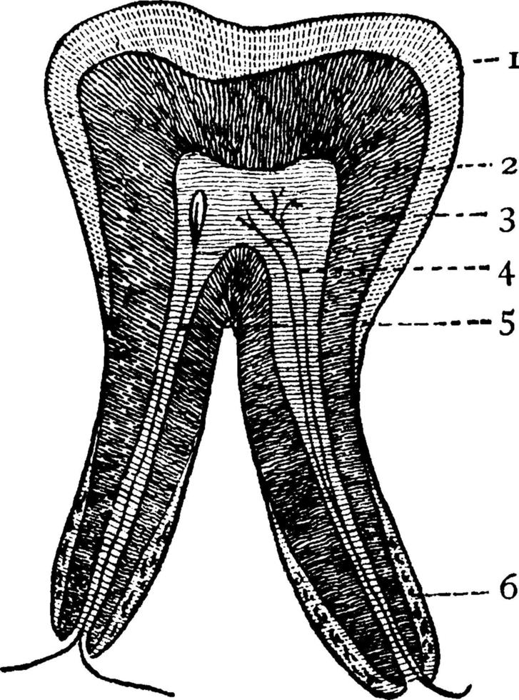 dent, illustration vintage. vecteur