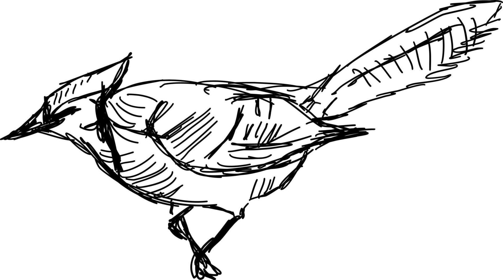 oiseau geai, illustration, vecteur sur fond blanc.