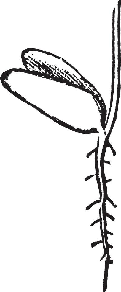 illustration vintage d'embryon d'érable argenté. vecteur