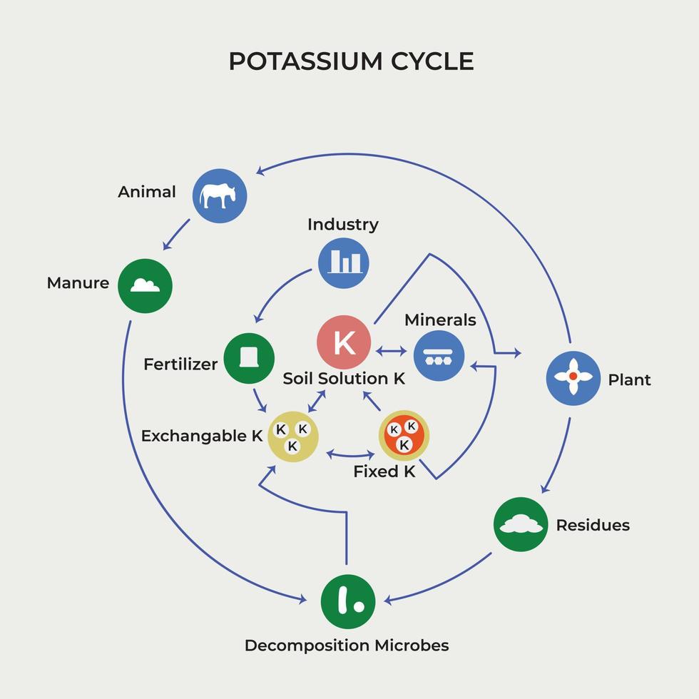 cycle du potassium de l'engrais, du fumier, des résidus à la plante absorbant sous forme de solution de sol k vecteur