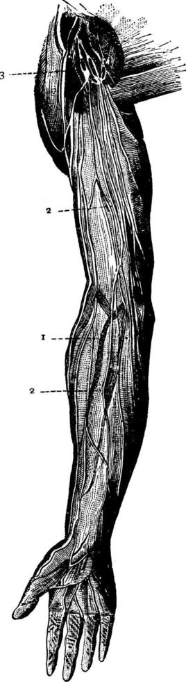 lymphatiques, illustration vintage. vecteur