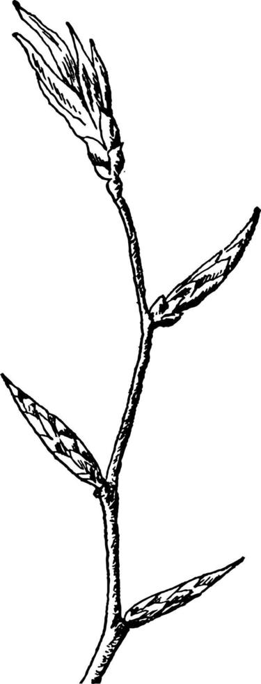 illustration vintage de branche de hêtre. vecteur