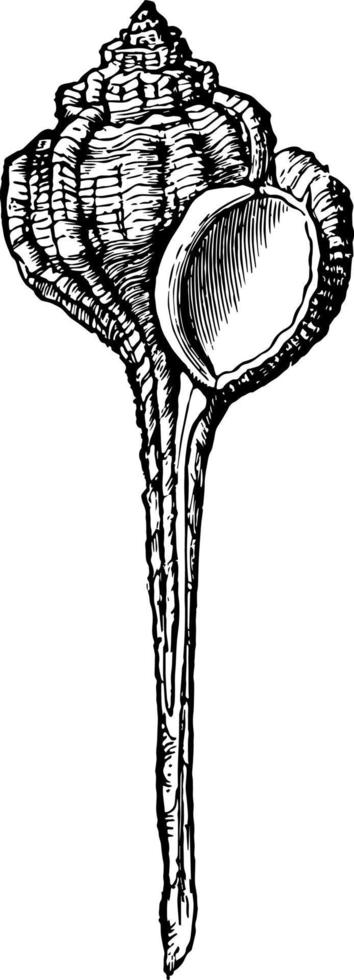 illustration vintage murex haustellum. vecteur