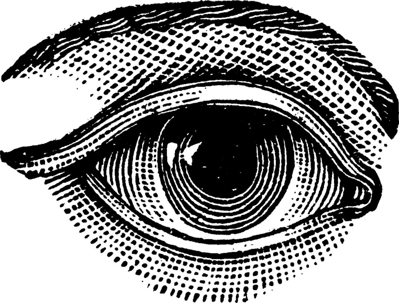 oeil, illustration vintage vecteur