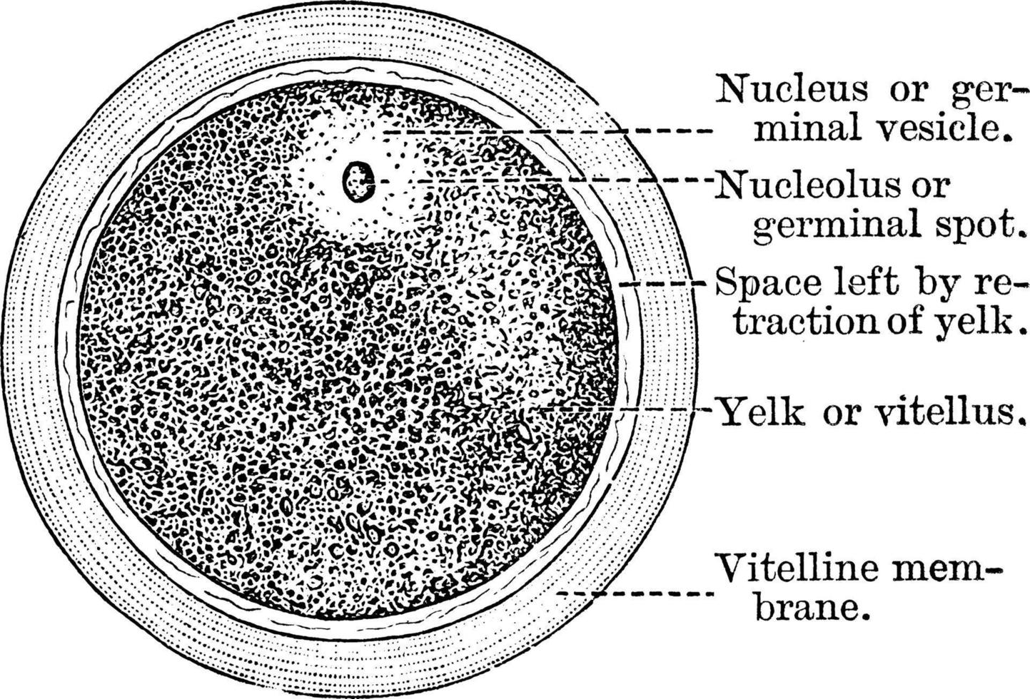 un diagramme de l'ovule humain, illustration vintage. vecteur