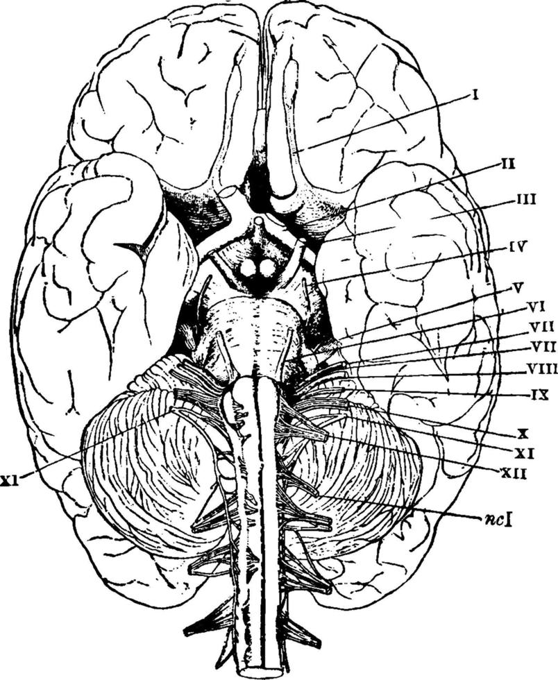 cerveau humain, illustration vintage. vecteur