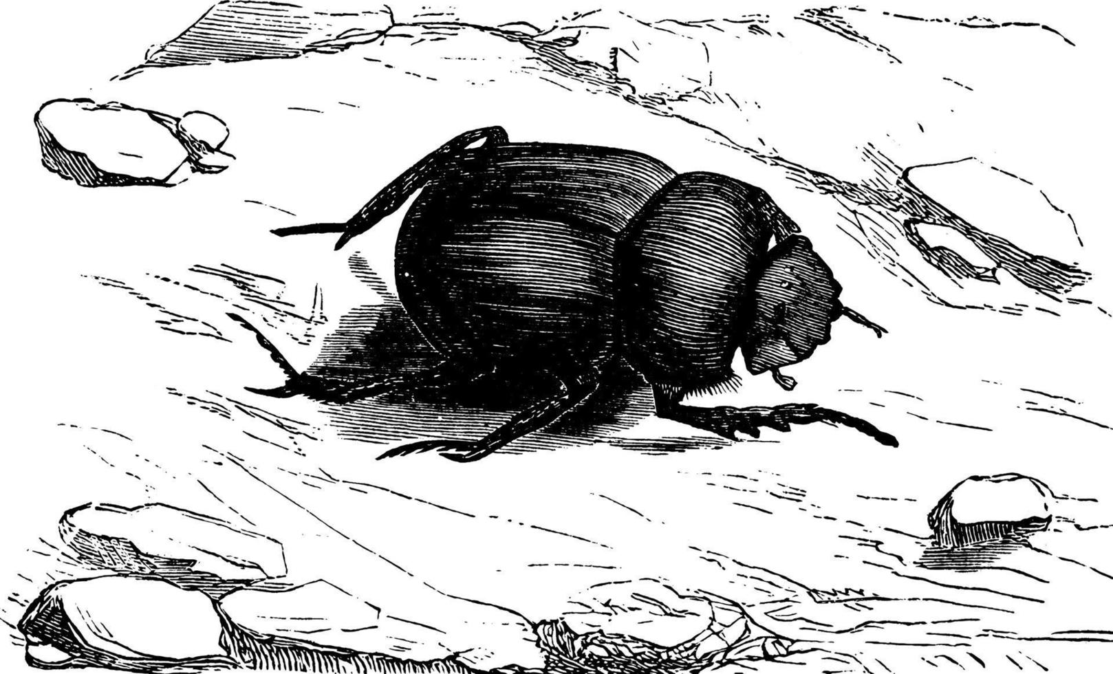 scarabée sacré, illustration vintage. vecteur