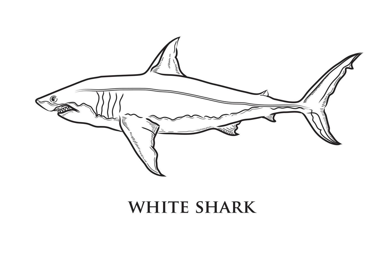 dessin au trait noir vectoriel d'un grand requin blanc sur fond blanc.