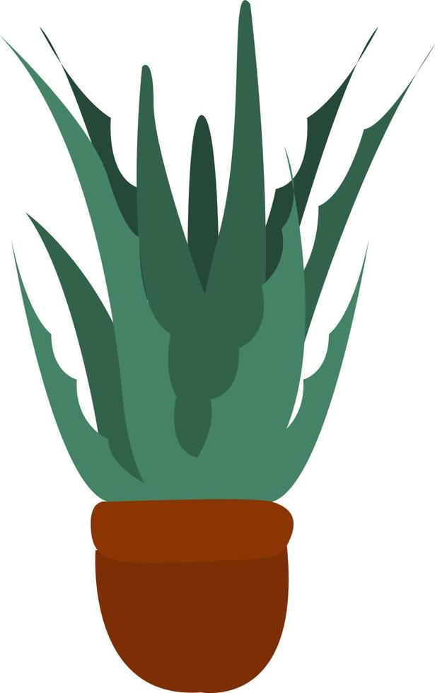 aloe vera, illustration, vecteur sur fond blanc.