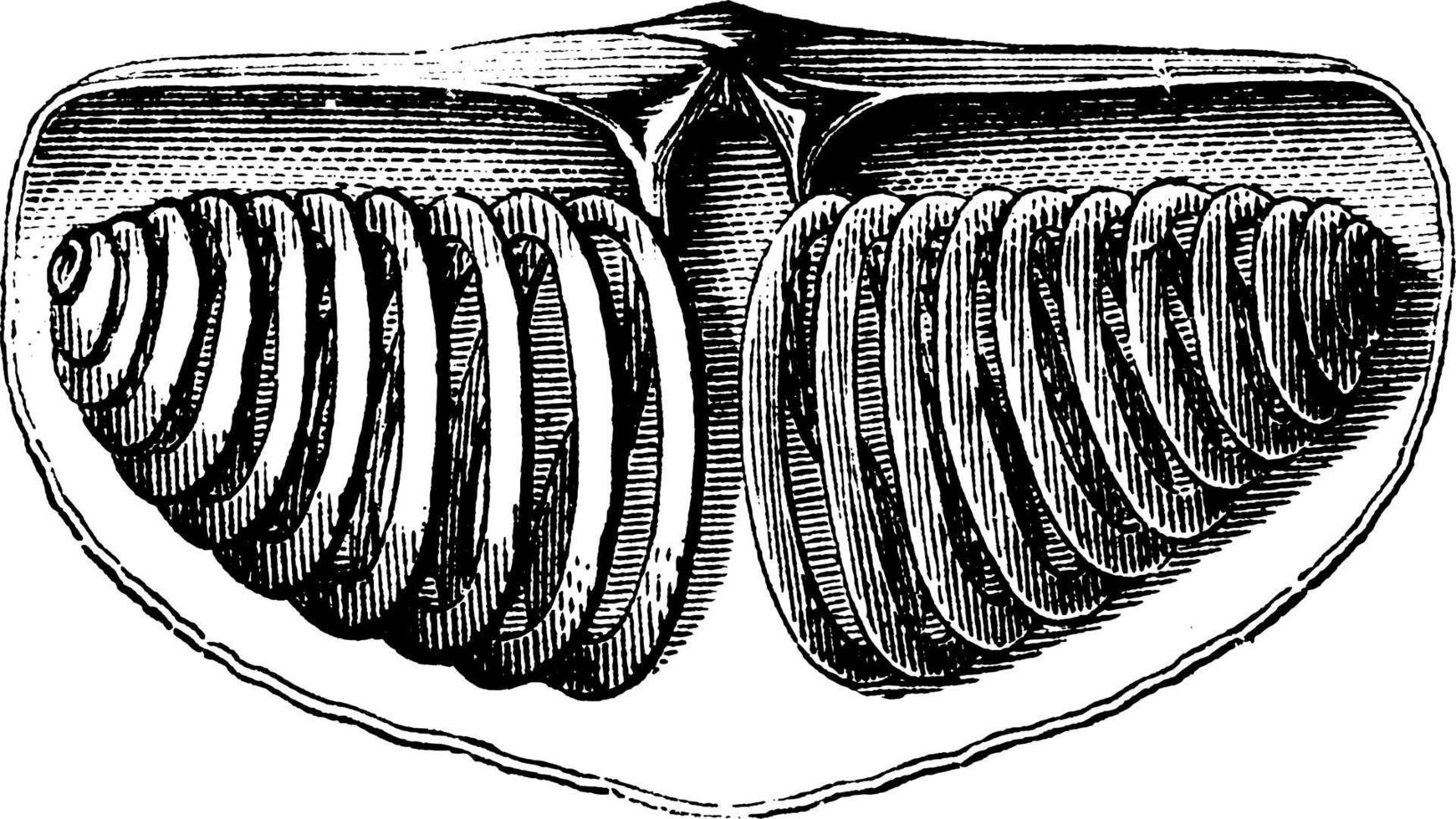 brachiopode spirifère, illustration vintage vecteur