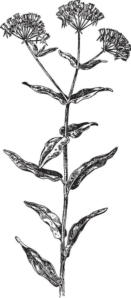 illustration vintage d'asclepias tuberosa. vecteur
