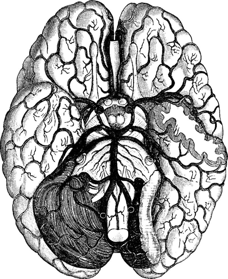 vaisseaux sanguins du cerveau, illustration vintage. vecteur