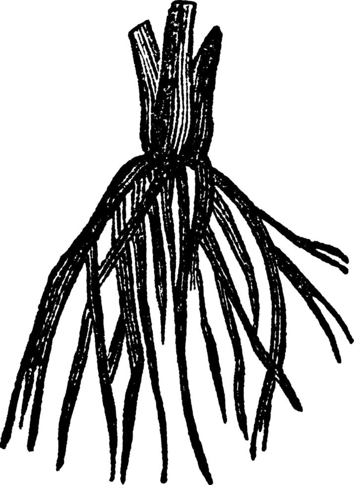 illustration vintage de racine fibreuse. vecteur
