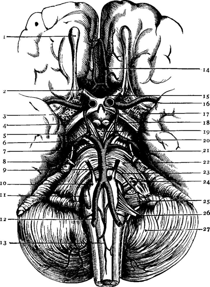 base du cerveau, illustration vintage. vecteur